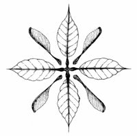 a black and white drawing of a leaf